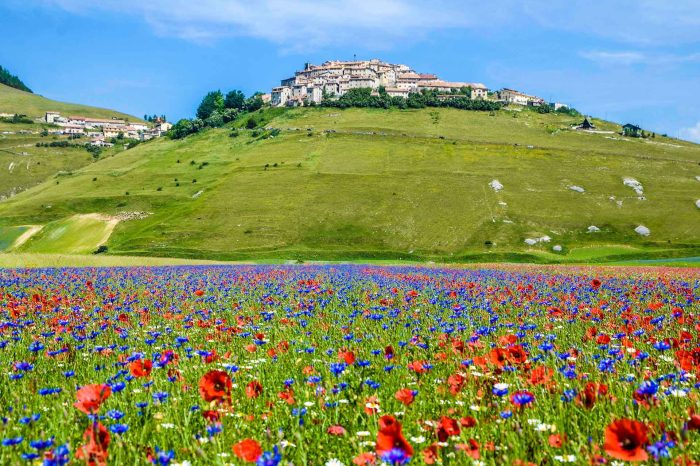LA MAGIA DELLA FIORITURA DELLE LENTICCHIE A CASTELLUCCIO 19-21 GIUGNO 2026