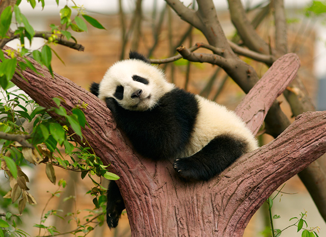 MERAVIGLIE CINESI DALLA GRANDE MURAGLIA AI PANDA GIGANTI 09-21 MARZO 2027